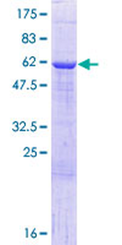 HNRPAB (Human) Recombinant Protein (P01)