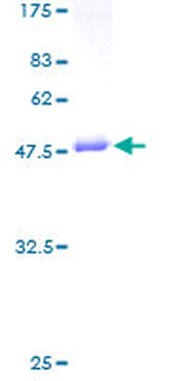 GUK1 (Human) Recombinant Protein (P01)