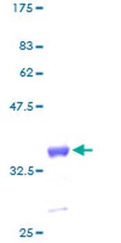 GNG11 (Human) Recombinant Protein (P01)