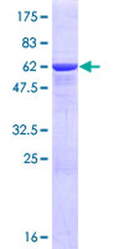 GMPR (Human) Recombinant Protein (P01)