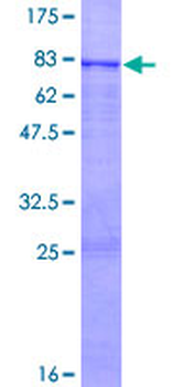 GFRA1 (Human) Recombinant Protein (P01)
