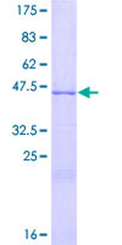 GDNF (Human) Recombinant Protein (P01)