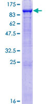 GAS6 (Human) Recombinant Protein (P01)