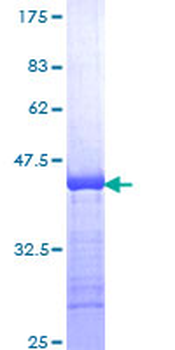 FXN (Human) Recombinant Protein (Q01)
