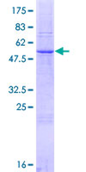 FOLR2 (Human) Recombinant Protein (P01)