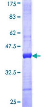 FBLN2 (Human) Recombinant Protein (Q01)