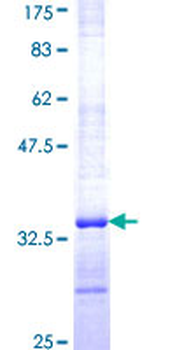 ELAVL4 (Human) Recombinant Protein (Q01)