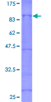 EIF4G1 (Human) Recombinant Protein (P01)