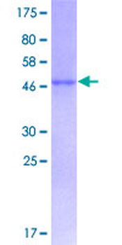 EFNA1 (Human) Recombinant Protein (P01)