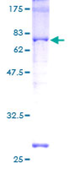 CREB1 (Human) Recombinant Protein (P01)
