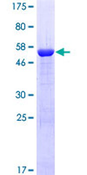 CHRM3 (Human) Recombinant Protein (Q01)