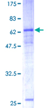 CEACAM8 (Human) Recombinant Protein (P01)
