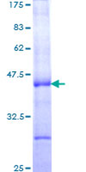CGA (Human) Recombinant Protein (Q01)