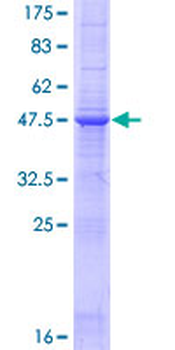 TNFSF8 (Human) Recombinant Protein (P01)