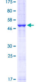 CD80 (Human) Recombinant Protein (P03)