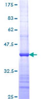 CD8A (Human) Recombinant Protein (Q01)