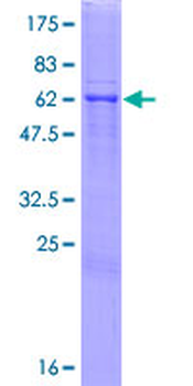 BGN (Human) Recombinant Protein (P01)