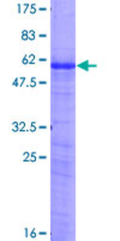 AREG (Human) Recombinant Protein (P01)