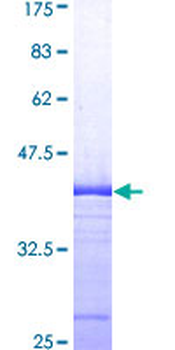 AMFR (Human) Recombinant Protein (Q01)
