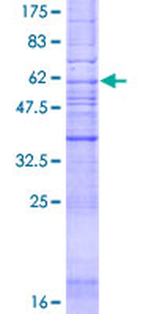 AGTR2 (Human) Recombinant Protein (P01)