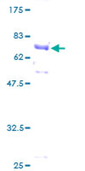 ACTB (Human) Recombinant Protein (P01)