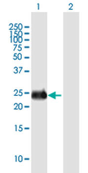 INS-IGF2 purified MaxPab mouse polyclonal antibody (B01P)
