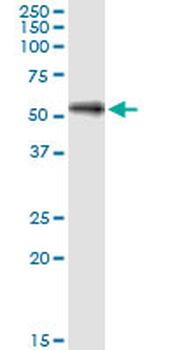 SHC4 monoclonal antibody (M01), clone 2F5