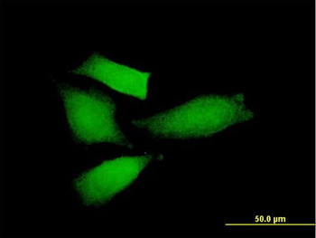 AMIGO2 purified MaxPab mouse polyclonal antibody (B01P)