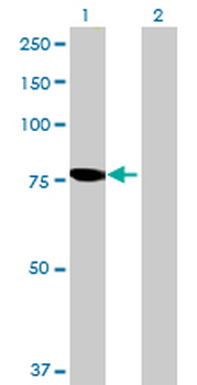 PGM2L1 MaxPab mouse polyclonal antibody (B01)