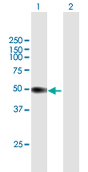 PI16 purified MaxPab mouse polyclonal antibody (B01P)