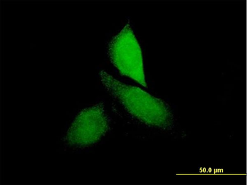 CNKSR3 purified MaxPab mouse polyclonal antibody (B01P)