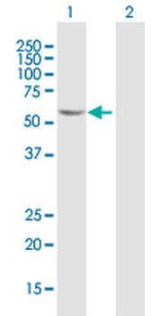 FGD5 purified MaxPab mouse polyclonal antibody (B01P)