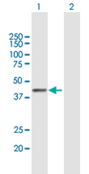 PLB1 purified MaxPab mouse polyclonal antibody (B01P)