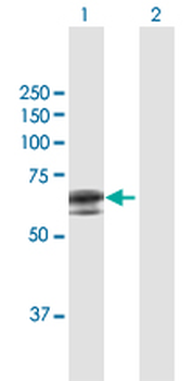 APCDD1 purified MaxPab mouse polyclonal antibody (B01P)