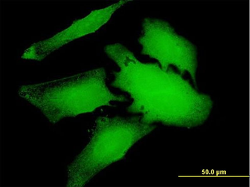 WDR66 purified MaxPab mouse polyclonal antibody (B01P)