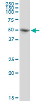 PABPC5 purified MaxPab mouse polyclonal antibody (B01P)