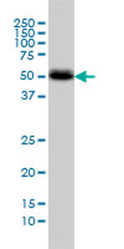 CANT1 monoclonal antibody (M01), clone 2D3