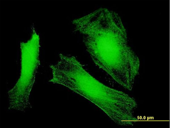 DCUN1D3 MaxPab mouse polyclonal antibody (B01)