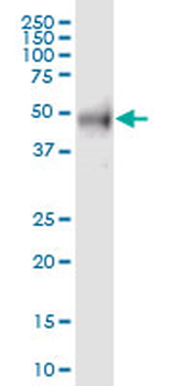 RAB3IP purified MaxPab mouse polyclonal antibody (B01P)