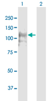 CNTROB purified MaxPab mouse polyclonal antibody (B01P)