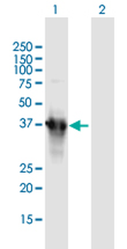 APOA5 MaxPab mouse polyclonal antibody (B01)