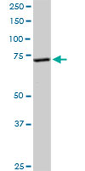 EFHC1 purified MaxPab rabbit polyclonal antibody (D01P)