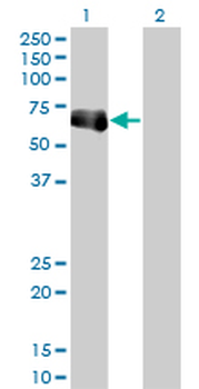 TRIM9 monoclonal antibody (M01), clone 1F12