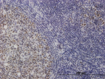 TOE1 monoclonal antibody (M01), clone 1D8