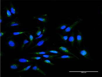 SCYL1BP1 MaxPab mouse polyclonal antibody (B01)