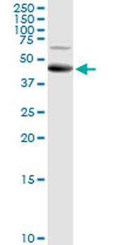 ALG2 purified MaxPab rabbit polyclonal antibody (D01P)