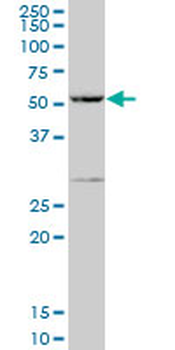 PPP1R16A purified MaxPab mouse polyclonal antibody (B01P)
