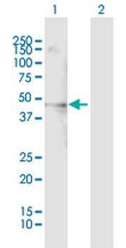 PSRC1 purified MaxPab mouse polyclonal antibody (B01P)