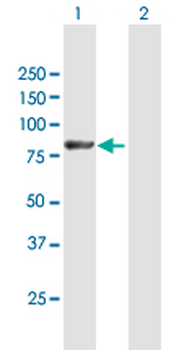 LNX1 purified MaxPab mouse polyclonal antibody (B01P)