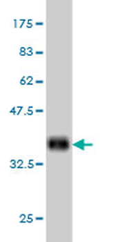COX4I2 monoclonal antibody (M01), clone 1F2